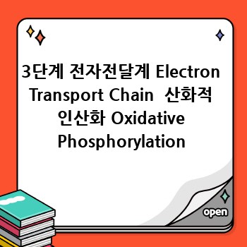 3단계 전자전달계 Electron Transport Chain  산화적 인산화 Oxidative Phosphorylation